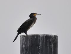 Phalacrocorax carbo